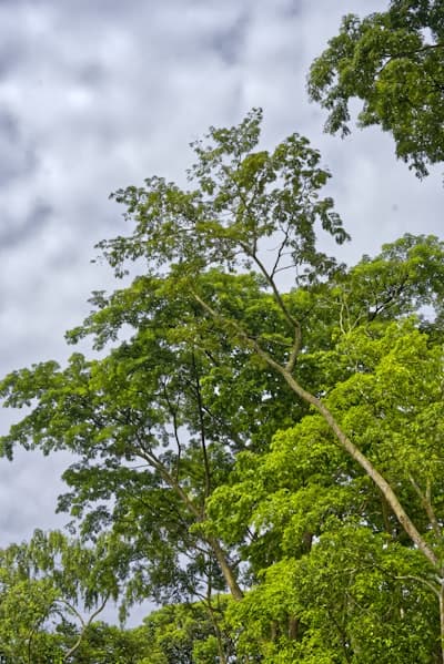 Binaural Rain and Cool Air